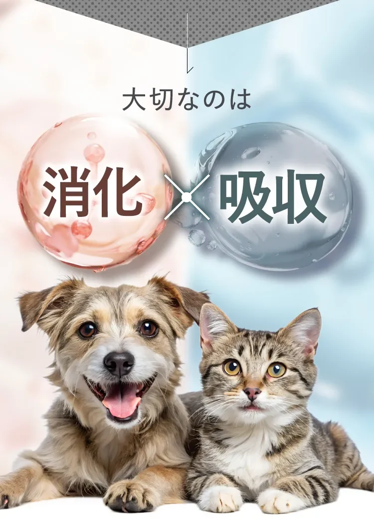 大切なのは消化×吸収