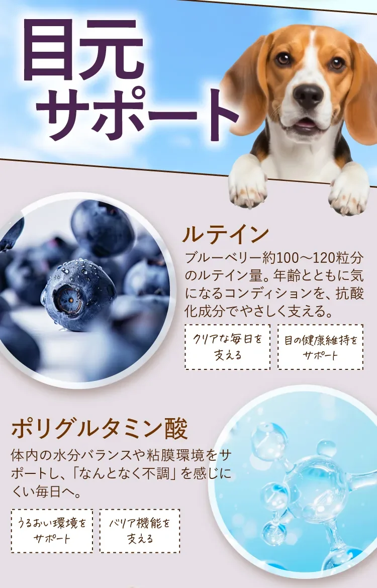 目元サポート ルテインとポリグルタミン酸