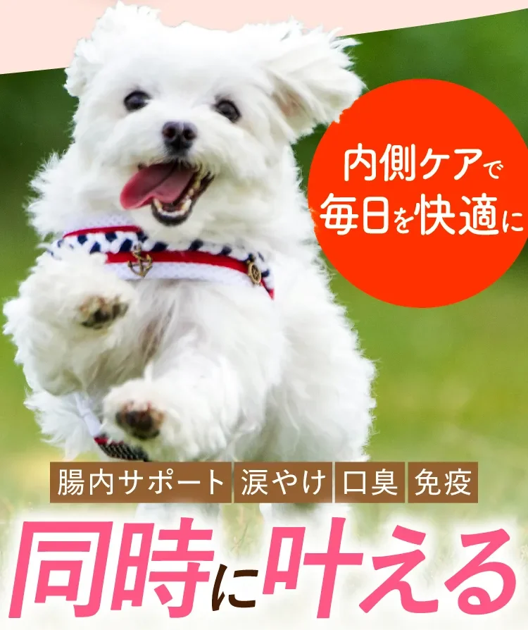 腸内サポート・涙やけ・口臭・免疫を同時に叶える